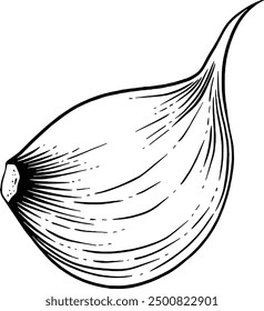 Hand drawn Garlic Sketch Illustration
