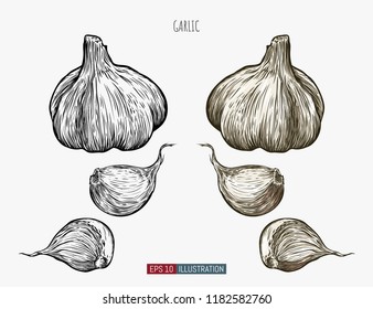 Hand drawn garlic. Template for your design works. Engraved style vector illustration.
