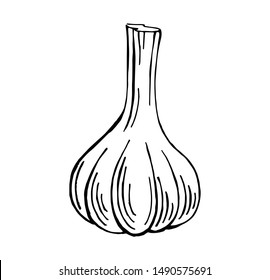 hand drawn garlic vector illustration, vegetable