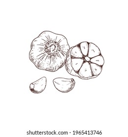 Hand drawn garlic. Vector illustration isolated on white background.