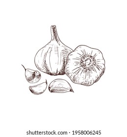 Hand drawn garlic. Whole heads of garlic and cloves. Vector illustration isolated on white background.