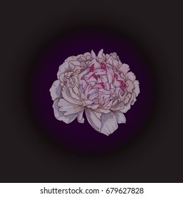 Hand drawn gently pink peony bud isolated on black . Botanical vector
