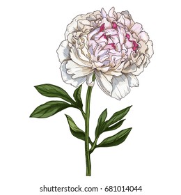 Hand drawn gently pink peony flower isolated on white. Botanical vector