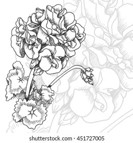 Hand drawn geranium