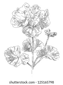 Hand drawn geranium flowers