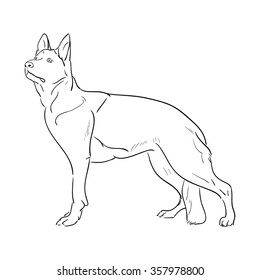 Hand drawn German Shepherd dog.  vector illustration