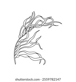 Hand drawn Giant kelp (Macrocystis pyrifera) algae graphic illustration. Natural drawing