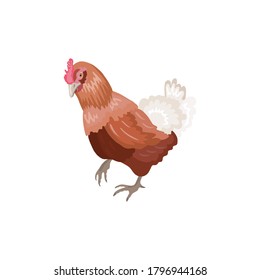 Hand drawn ginger chicken in realistic style standing on a white background. 