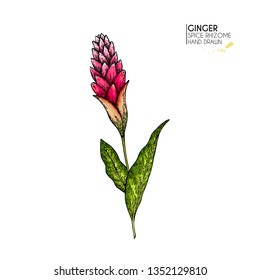 Hand drawn ginger flower. Vector colored engraved illustration. Spicy rhizhome vegetable. Food ingredient, aromatherapy, cooking. For cosmetic package design, medicinal herb, treating, healthcare.