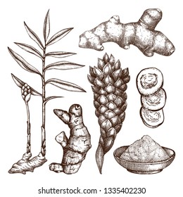 Hand drawn Ginger illustration. With roots, ginger pieces and flower. Lineart in engraved style. Herbal spice. Vegan and healthy food ingredient. Vector outlines.