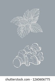 hand drawn ginger and mint illustration. set of spices drawings. vector art. pen drawing.