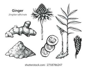 Hand drawn ginger plant and root vector illustrations. Medicinal plant sketches set. For natural medicine, herbal products, food packaging design. NOT AI generated