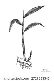 Ilustrações de vetor de planta de gengibre desenhadas à mão. Esboço de planta medicinal. Ingrediente de cozinha orgânico, medicina à base de plantas, design de embalagem de alimentos. NÃO gerado AI