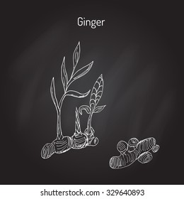 Hand drawn ginger plant. Vector illustration