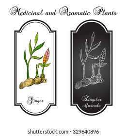 Hand drawn ginger plant. Vector illustration