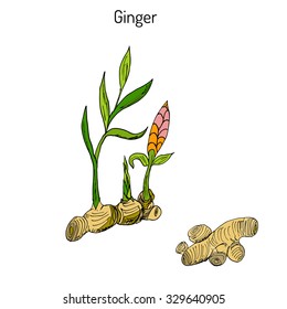 Hand drawn ginger plant. Vector illustration