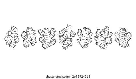 Hand drawn ginger root collection organic spice natural ingredient line art vector