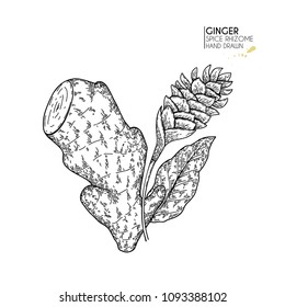 Hand drawn ginger root and flower. Vector engraved illustration. Spicy rhizhome vegetable. Food ingredient, aromatherapy, cooking. For cosmetic package design, medicinal herb, treating, healt care.
