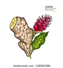 Hand drawn ginger root and flower. Vector colored engraved illustration. Spicy rhizhome vegetable. Food ingredient, aromatherapy, cooking. For cosmetic package design, medicinal herb, healthcare.