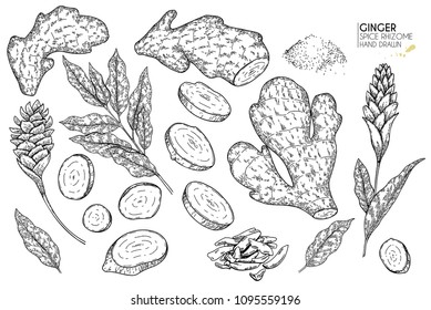 Hand drawn ginger root, flowers and leaves. Vector engraved illustration. Spicy rhizhome vegetable. Food ingredient, aromatherapy, cooking. Cosmetic package design, medicinal herb, treating, healtcare
