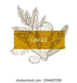 Hand drawn ginger root and leaves. Engraved vector banner. healing. Food ingredient, aromatherapy, cooking. For cosmetic package design, medicinal herb, treating, healt care.
