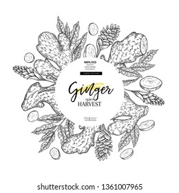 Hand drawn ginger root and leaves. Engraved vector banner. Food condiment package design temoplate. Food ingredient, aromatherapy, cooking. For cosmetic, medicinal herb, treating, healthcare.