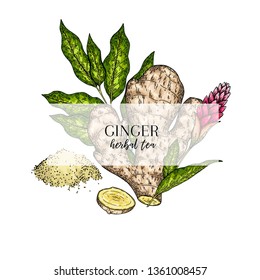 Hand drawn ginger root and leaves. Engraved colored vector banner. healing. Food ingredient, aromatherapy, cooking. For cosmetic package design, medicinal herb, treating, healt care.