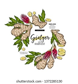 Hand drawn ginger root and leaves. Engraved colored vector banner. Food condiment package design temoplate. Food ingredient, aromatherapy, cooking. For cosmetic, medicinal herb, treating, healthcare.