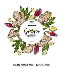 Hand drawn ginger root and leaves. Engraved colored vector banner. Food condiment package design temoplate. Food ingredient, aromatherapy, cooking. For cosmetic, medicinal herb, treating, healthcare.