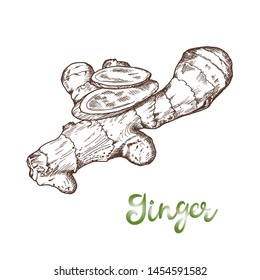 Hand drawn ginger root plant isolated on white background. Vector illustration, realistic sketch in vintage style. Cooking ingredient for food. Spicy herbs.