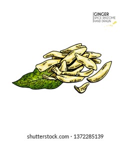 Hand drawn ginger root powder, slices. Vector engraved colored illustration. Spicy rhizhome vegetable. Food ingredient, aromatherapy, cooking. For cosmetic package design, medicinal herb, healthcare.