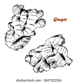 Hand drawn ginger root set. Black and white vector illustration.