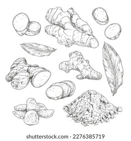 Hand drawn ginger root. Set sketches with whole and sliced ginger, leaves, dried ginger and powder. Vector illustration isolated on white background.