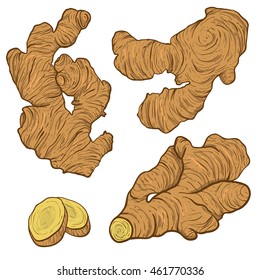 Hand drawn Ginger root set. Engraved style illustration. Herbal spice drawing. Detox food ingredient.