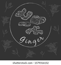 Hand Drawn Ginger Roots made as Painted with White Chalk on the Blackboard. Herbal with Latin Name Zingiber officinale. Sketch Style Vector. Herbal Medicine and Food Industry Component.