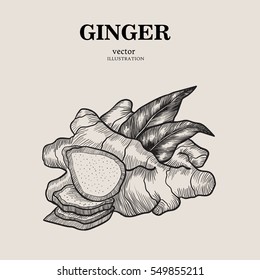 Hand Drawn Ginger. Vector Illustration