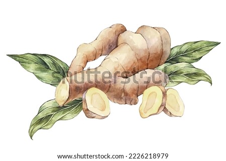 Hand Drawn Ginger vector watercolor illustration. Ginger root for Food design. Kitchen herb and spices banner.