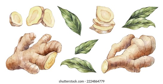 Hand Drawn Ginger watercolor sketch. Vector Illustration for Food Design. Ginger with leaves and slices.