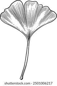 Hand drawn Gingkgo Leaf Sketch Illustration