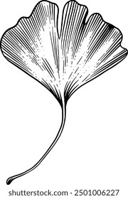 Hand drawn Gingkgo Leaf Sketch Illustration