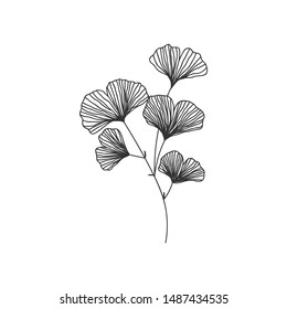 Hand drawn ginkgo biloba branch illustration on white background