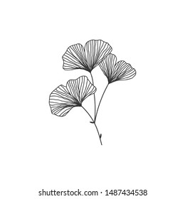 Hand drawn ginkgo biloba branch illustration on white background