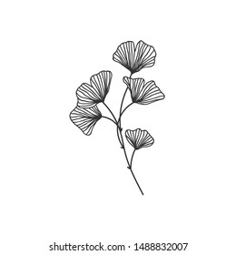 Hand drawn ginkgo biloba branch illustration on white background