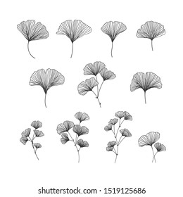 Hand drawn ginkgo biloba illustrations set on white background