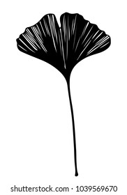 Hand drawn ginkgo biloba leaf vector black on white background