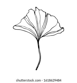 Hand drawn Ginkgo biloba leave. Vector outline ginkgo leaf. Floral exotic leave illustration for your design.