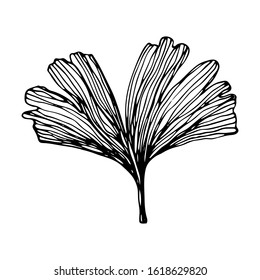 Hand drawn Ginkgo biloba leave. Vector outline ginkgo leaf. Floral exotic leave illustration for your design.