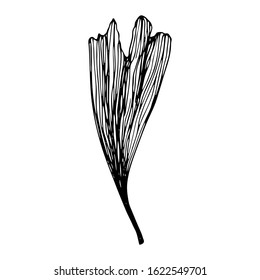 Hand drawn Ginkgo biloba leave. Vector outline ginkgo leaf. Floral exotic leave illustration for your design.
