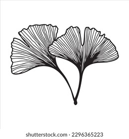 Hand drawn ginkgo biloba leaves. Floral element for invitations, greeting cards, posters.