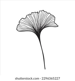 Hand drawn ginkgo biloba leaves. Floral element for invitations, greeting cards, posters.